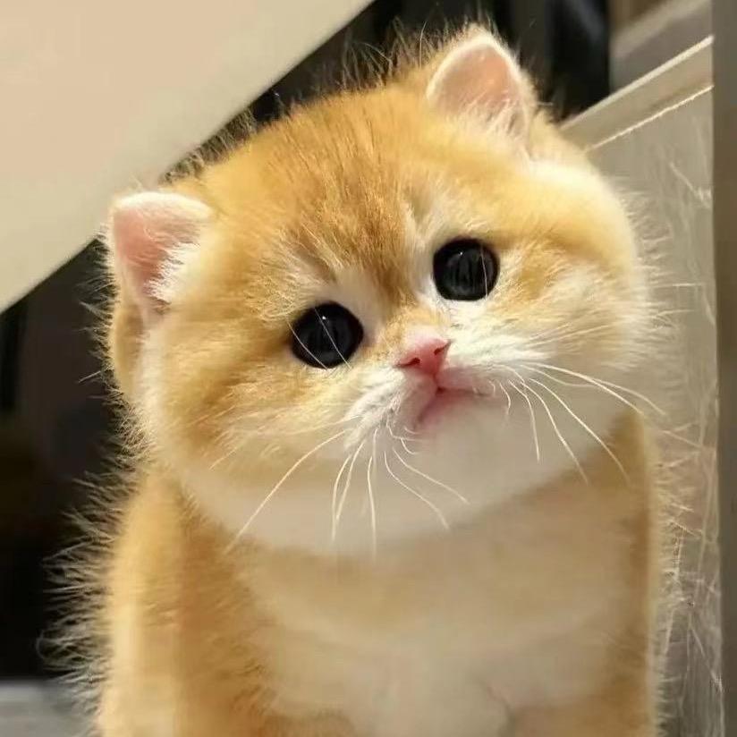 利利猫舍
