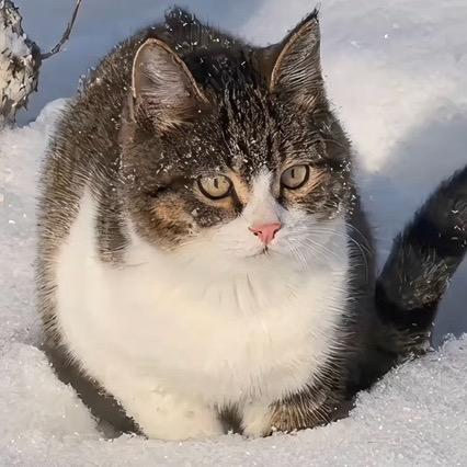 山雀