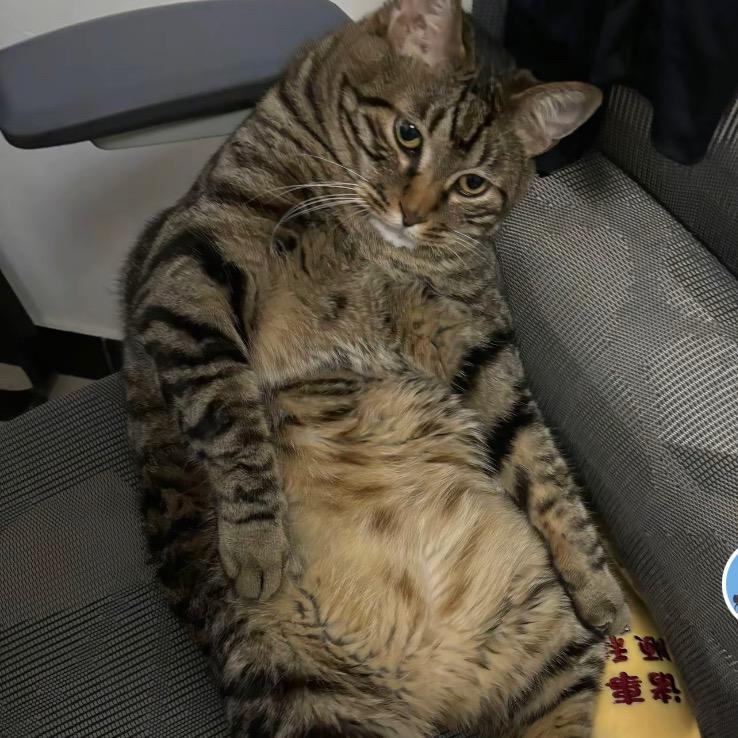 做奶茶咖啡 的 猫姬