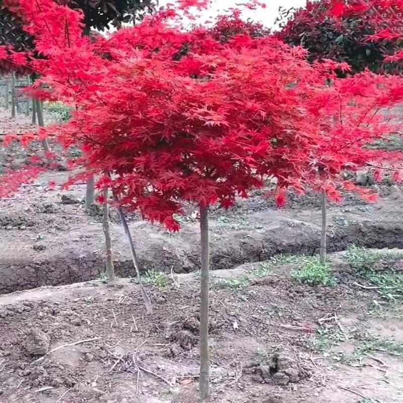 宿迁帝卉园林绿化工程有限公司