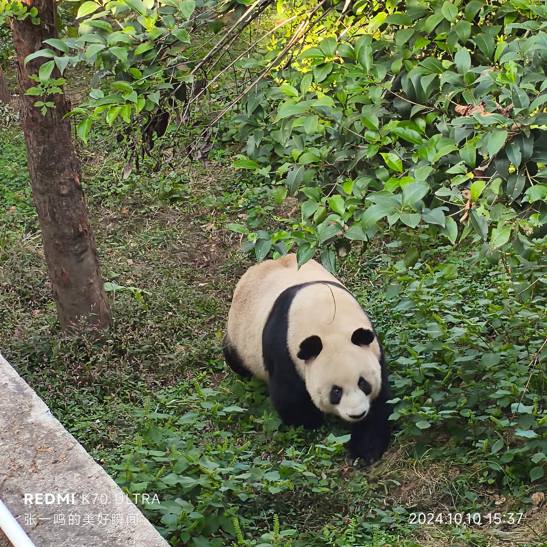 袁袁不是圆圆