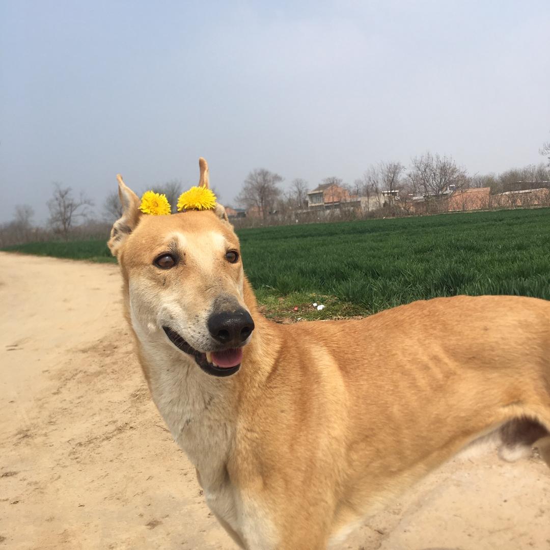 曦妈→黄黄🐕
