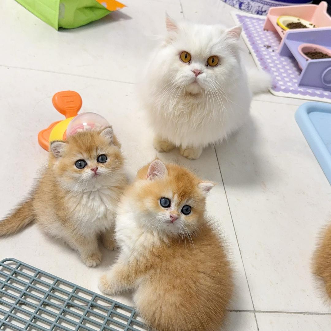 大胖小子爱养猫