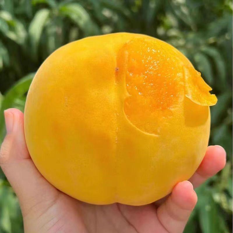 胖子鲜果家