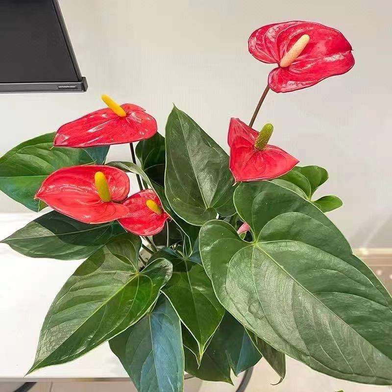 甜甜的花店