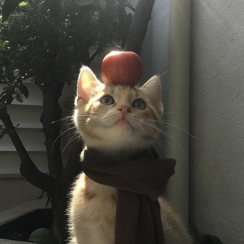 乙与鱼
