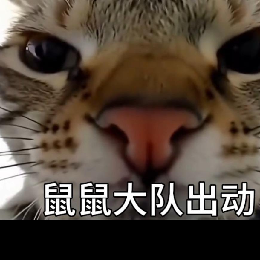 机坝鼠鼠大王