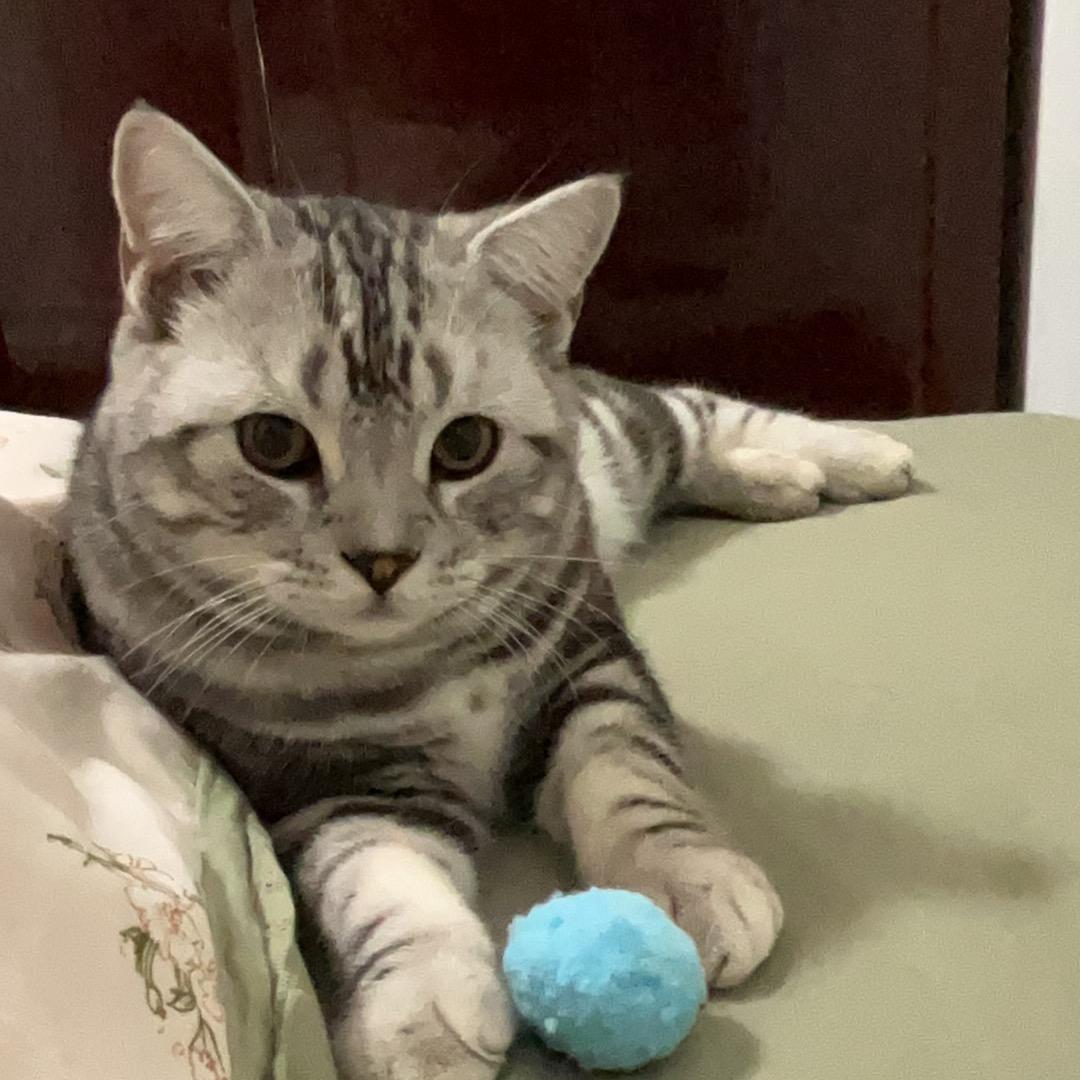 刘果果是只小猫咪