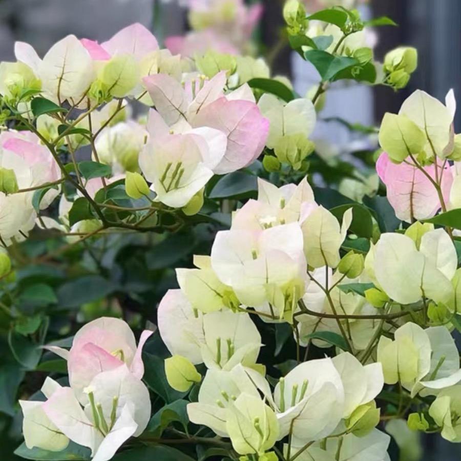 小陈花植所三角梅