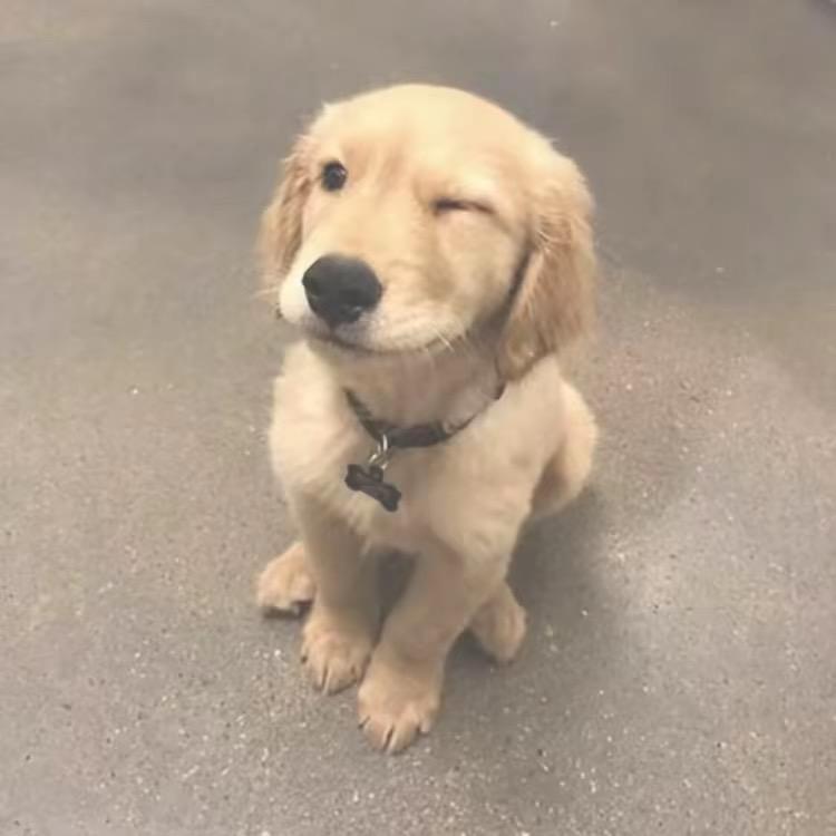 ^每天都好困^🍡