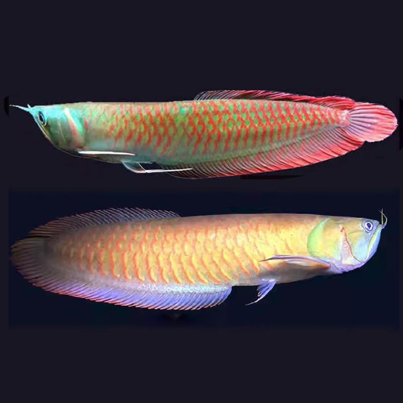 兴旺水族宠物馆