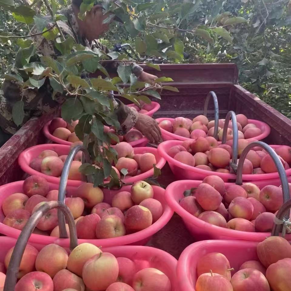 塔河畔的甜蜜
