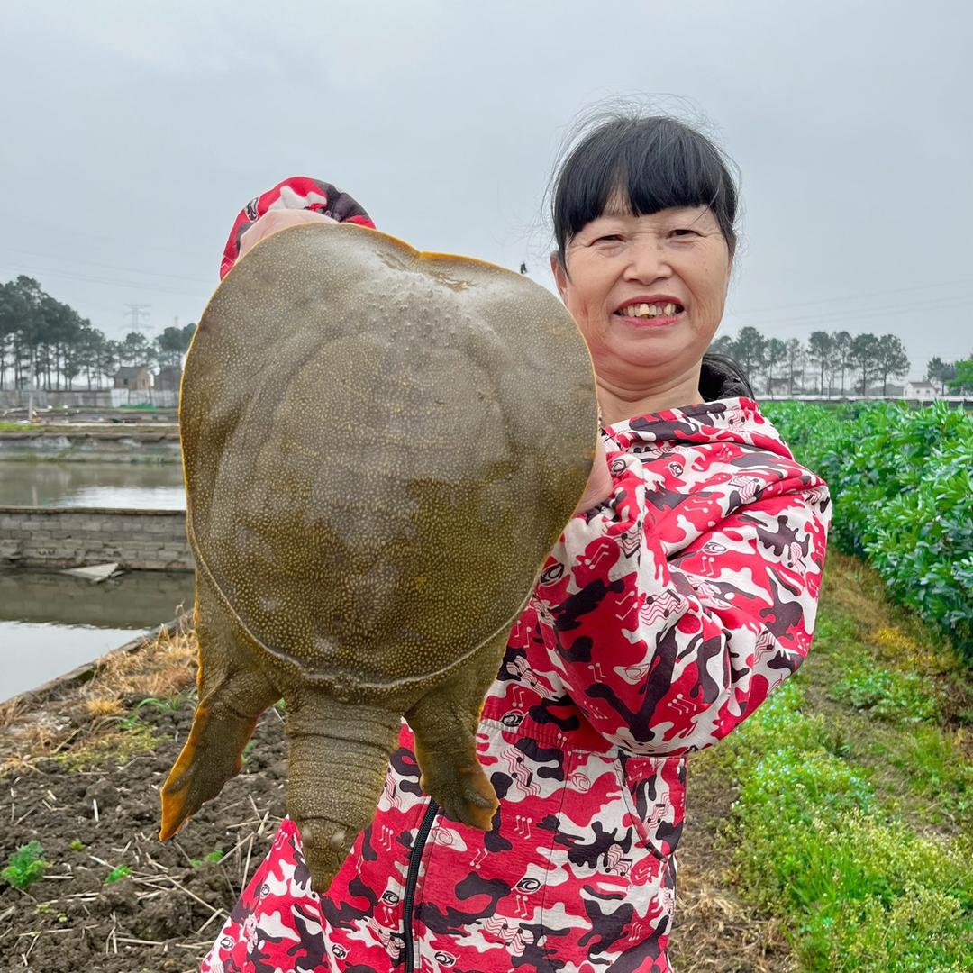 甲鱼妈妈