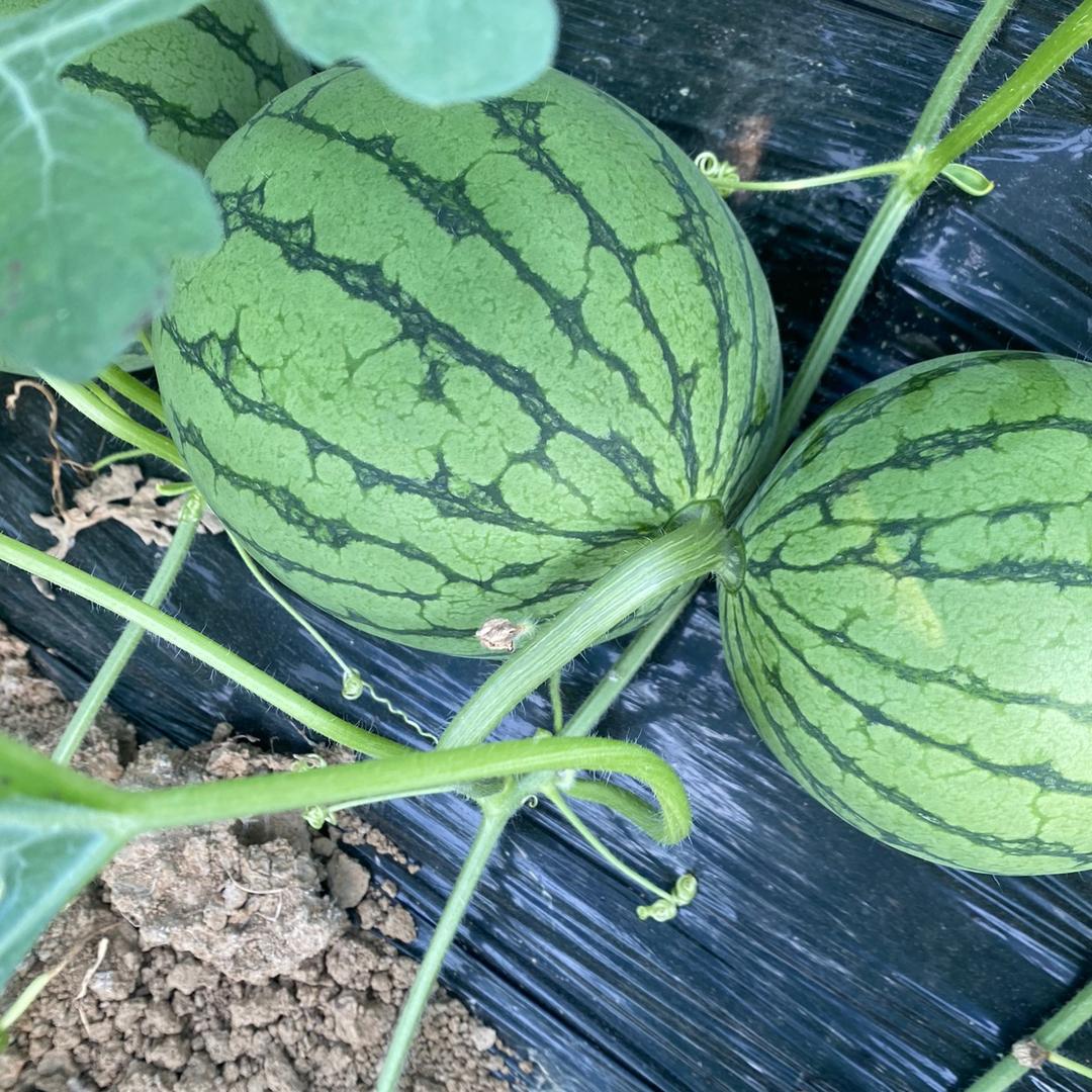 小蔡草莓西瓜采摘园