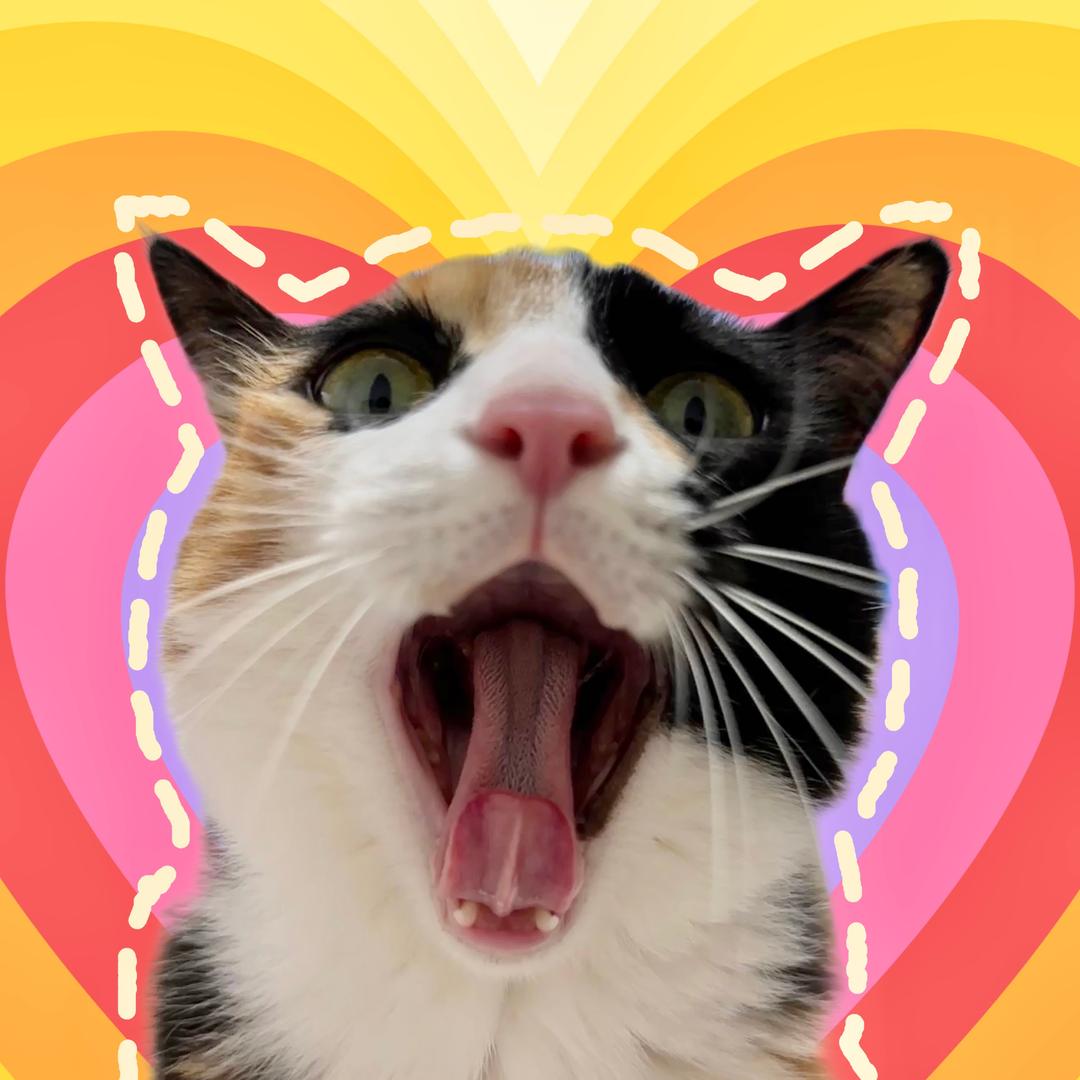 超开心小猫咪