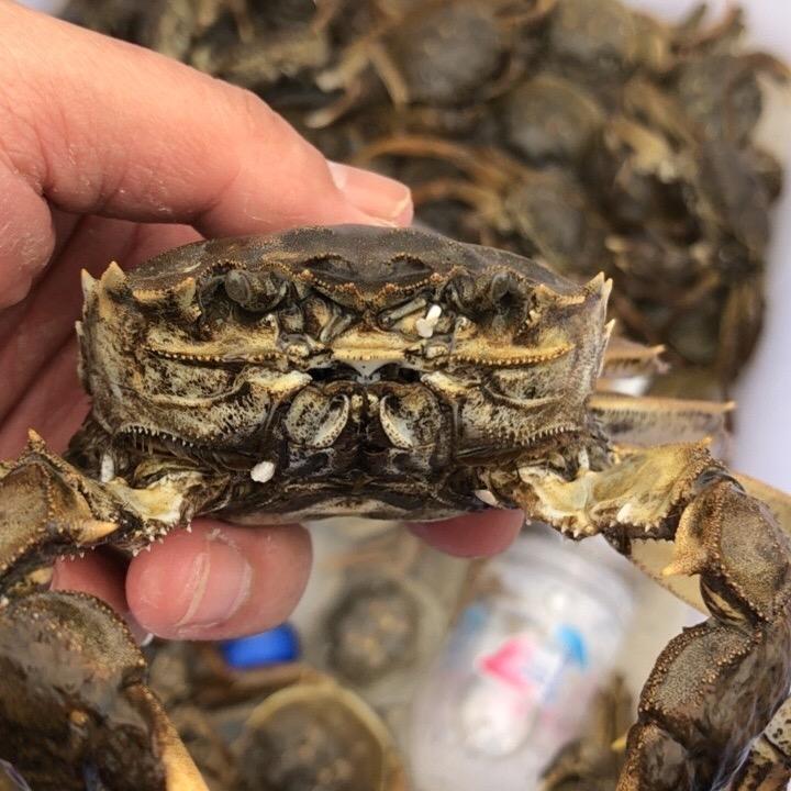 6元大闸蟹