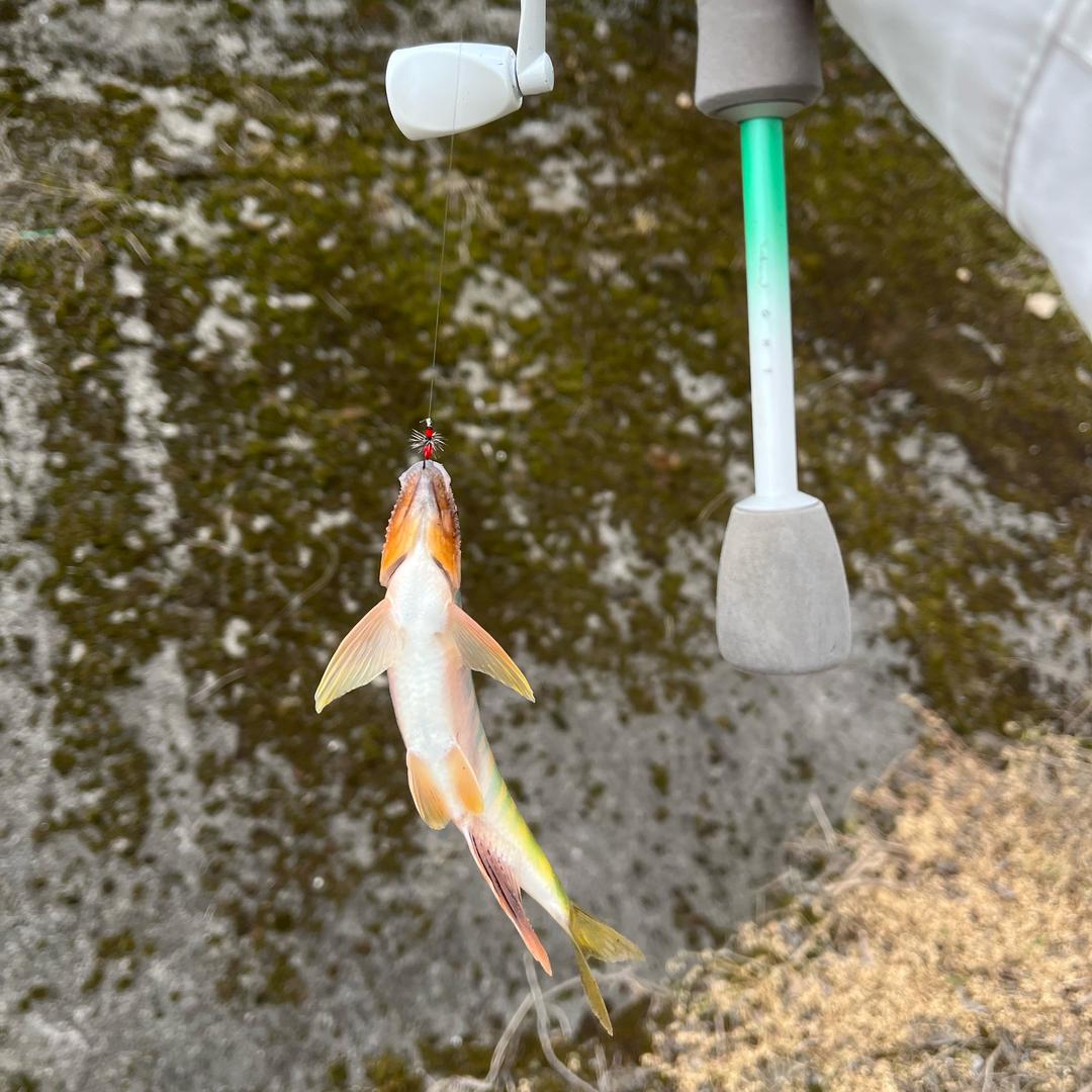 小何爱钓鱼🎣