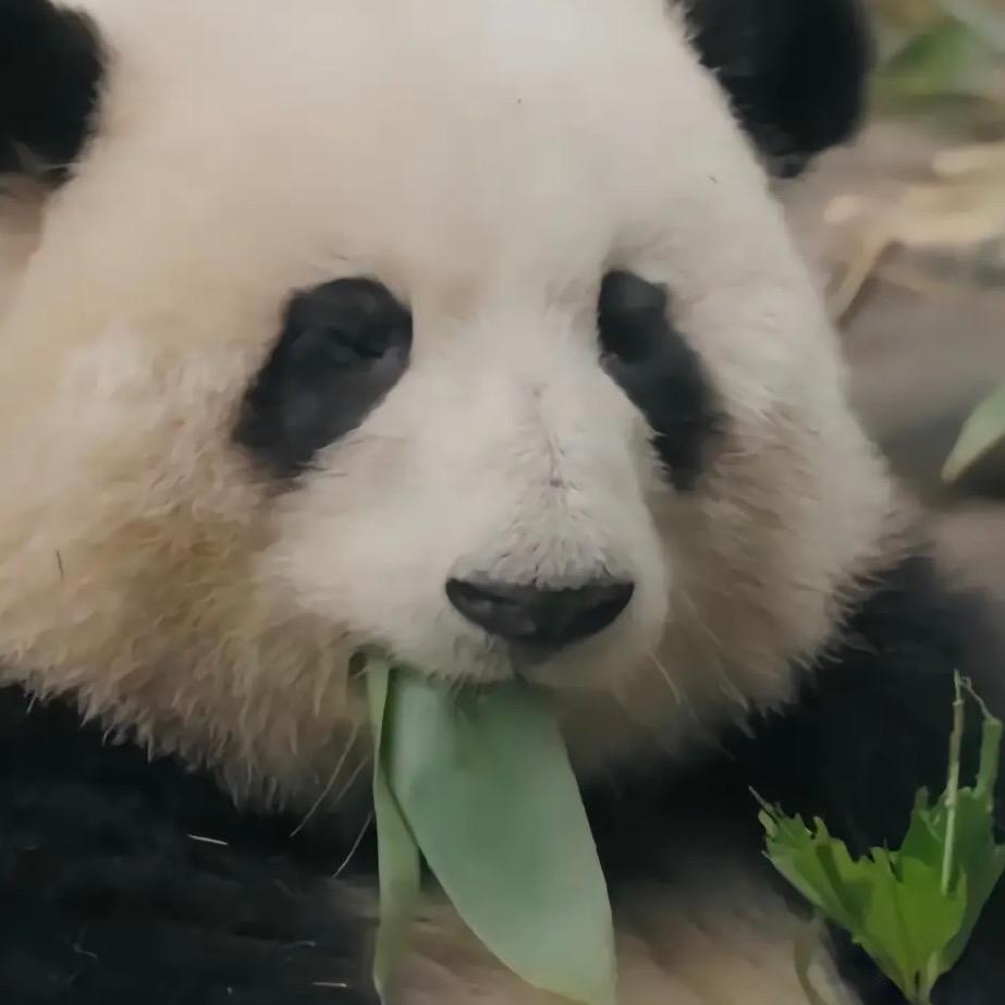 果赖超可爱