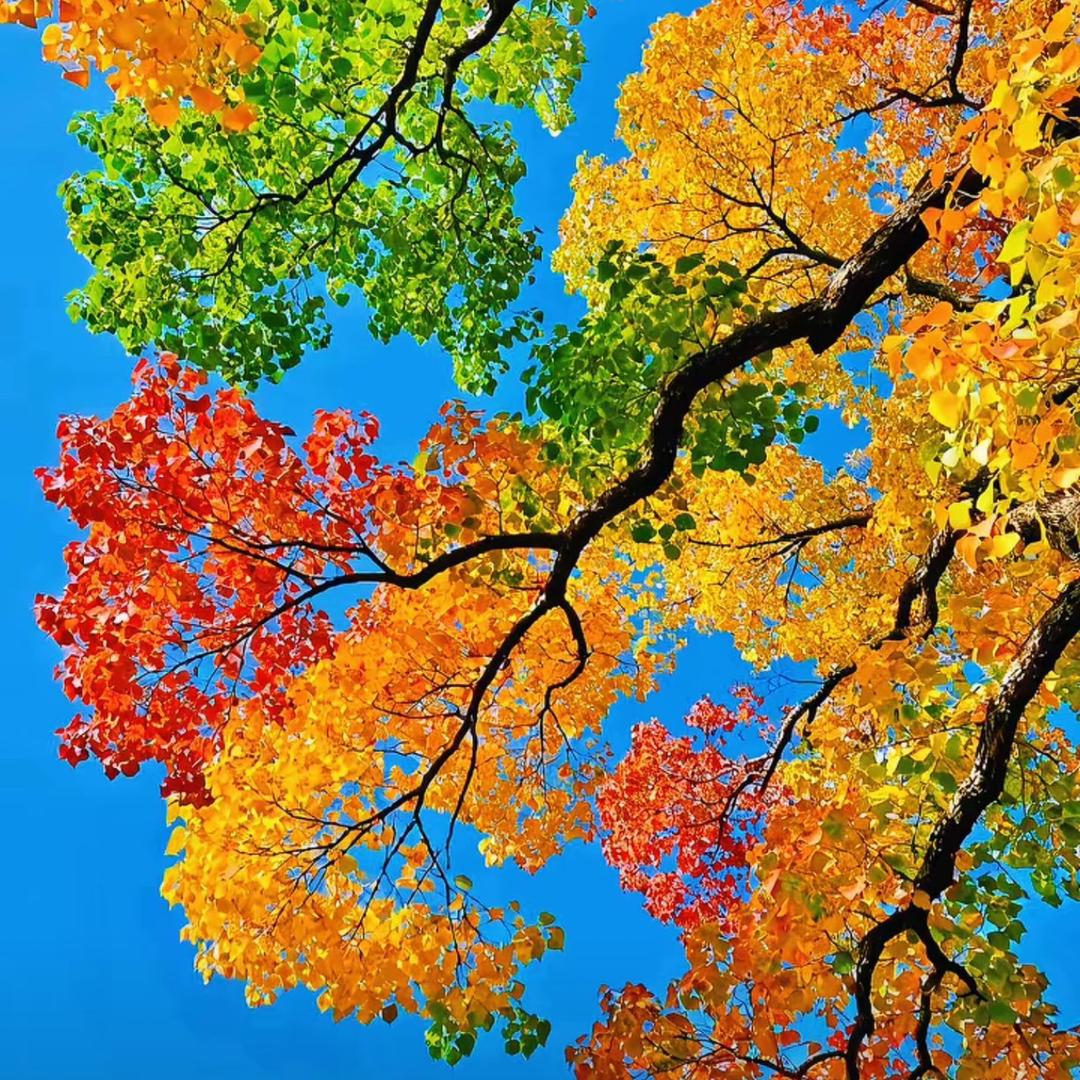 建景苗木种植园