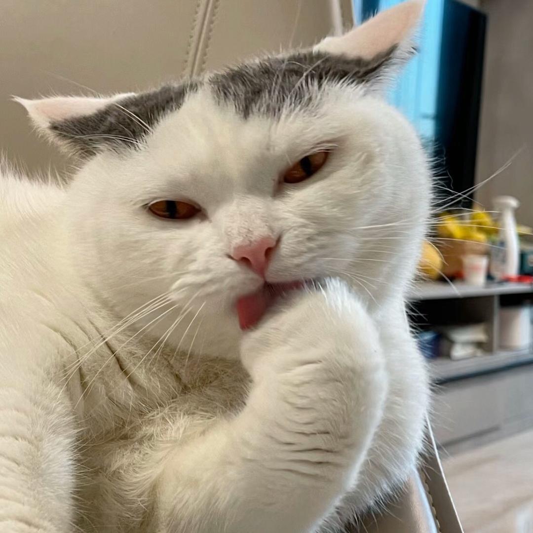 富贵是只猫