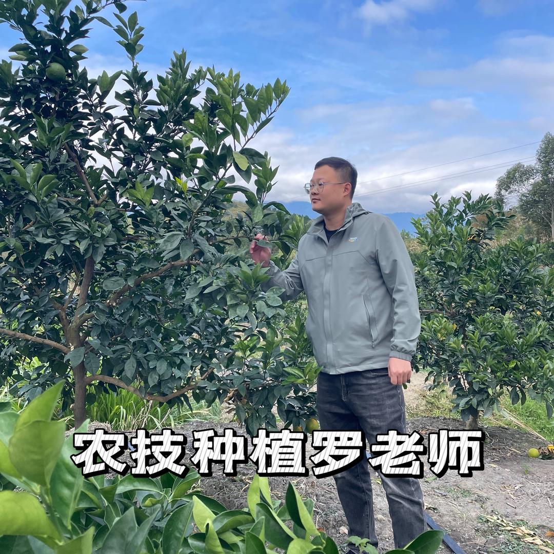 尛磊聊柑橘（诺普信）