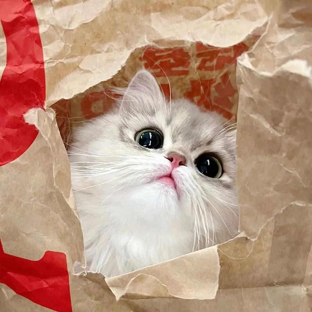 性感猫咪.