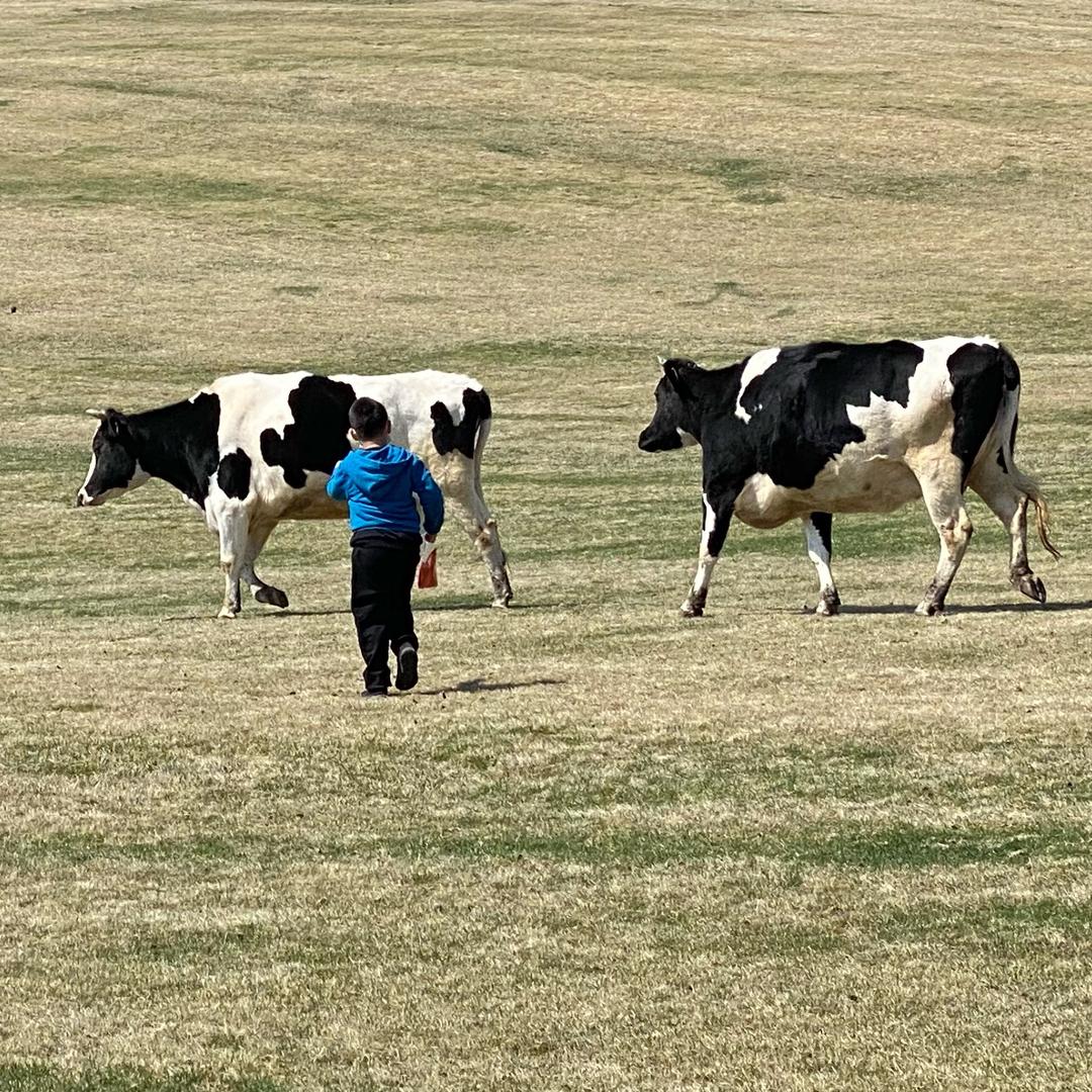 阜新卖牛奶的澳牛牛