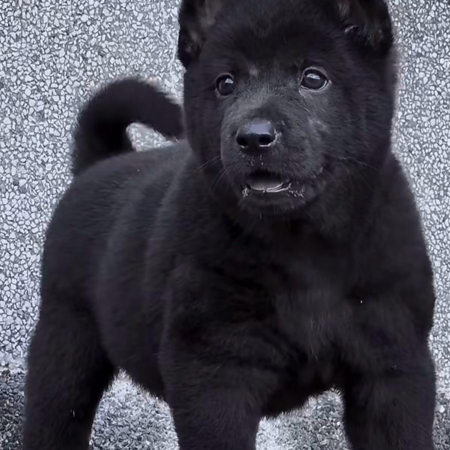 中华田园犬五黑犬