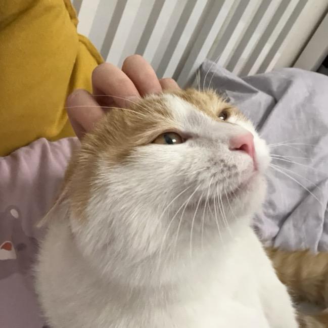 小猫哇哇叫