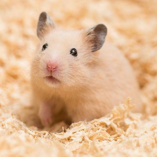 金丝熊萌宝宠物🐹