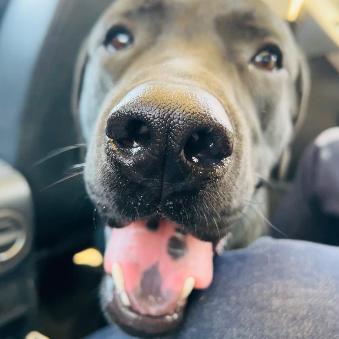 这只拉🐶叫八筒