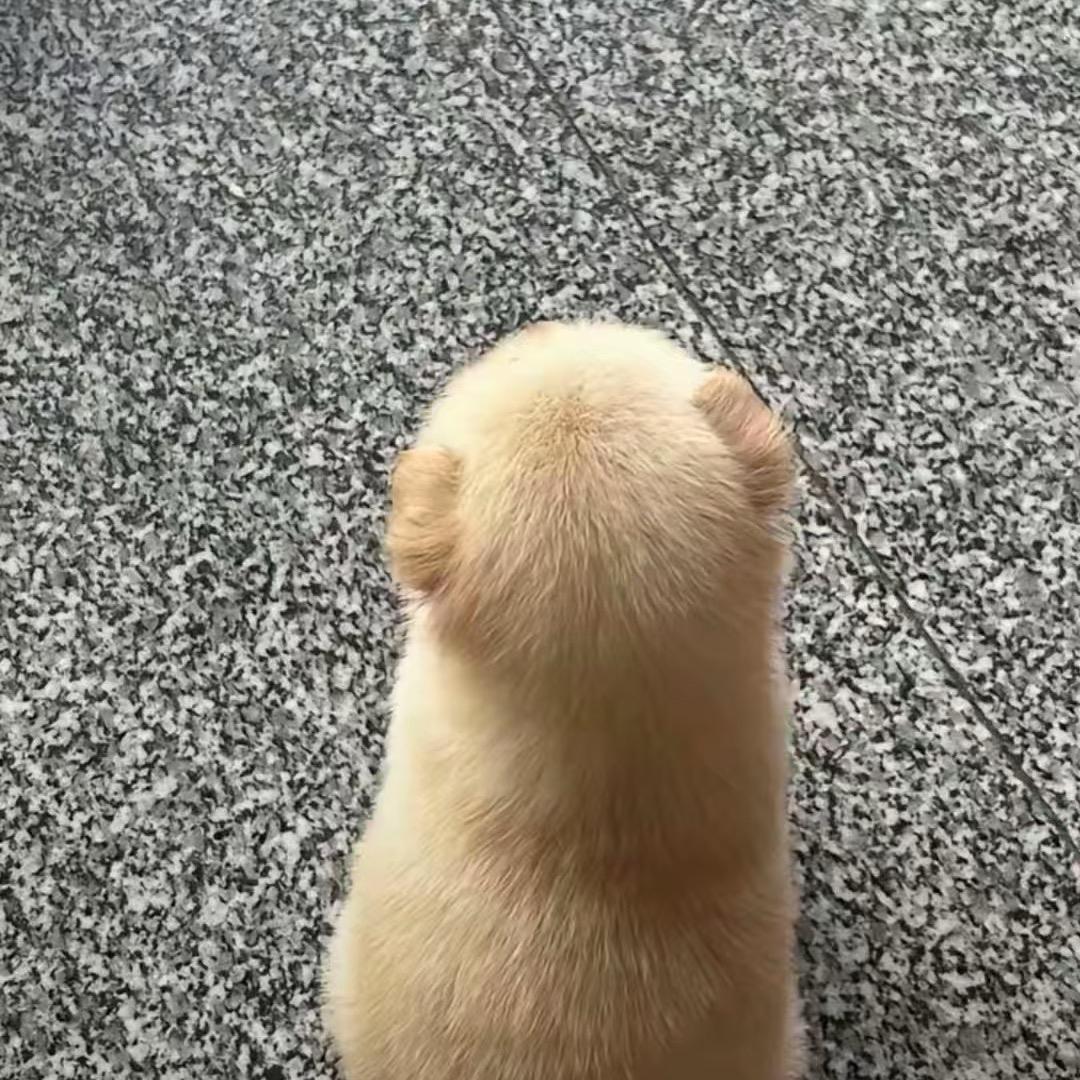 不知道叫啥名