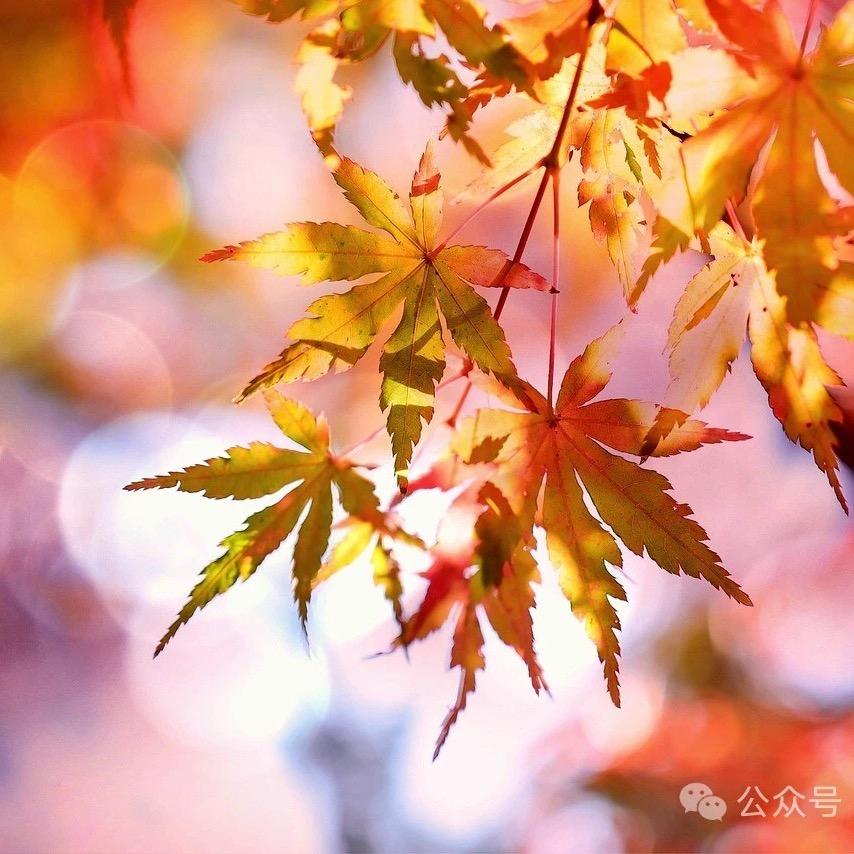 枫叶🍁