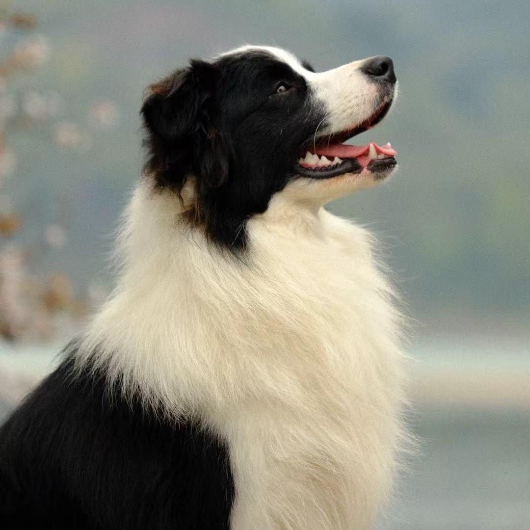 乐山不凡犬舍💋直播2⃣️