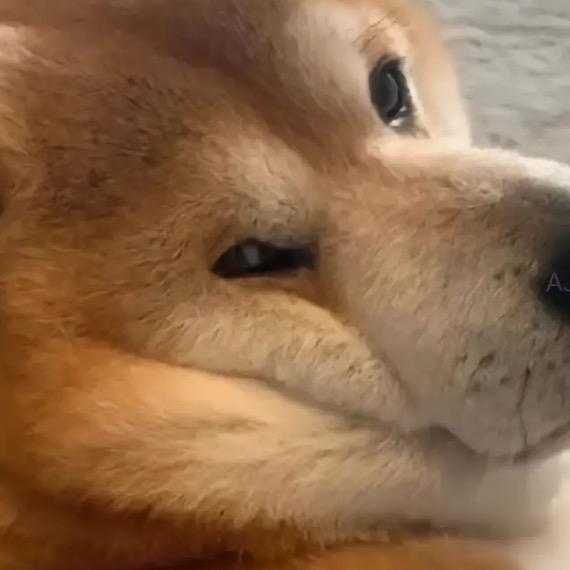 🐶🐶🐶子