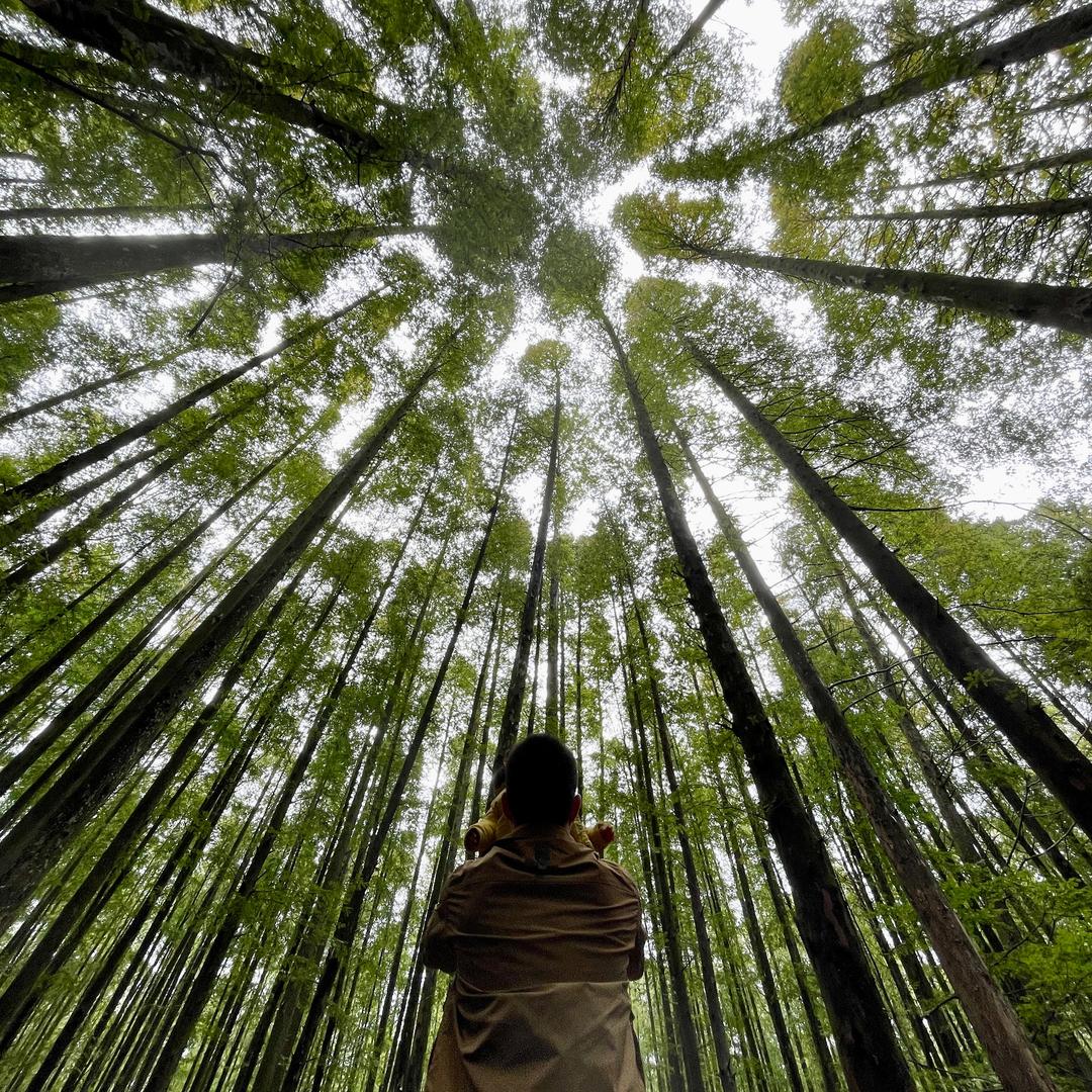 荞妹大大