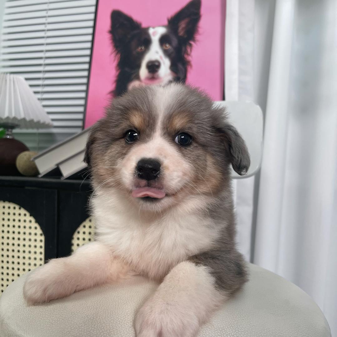 萌爪时光宠物优选店