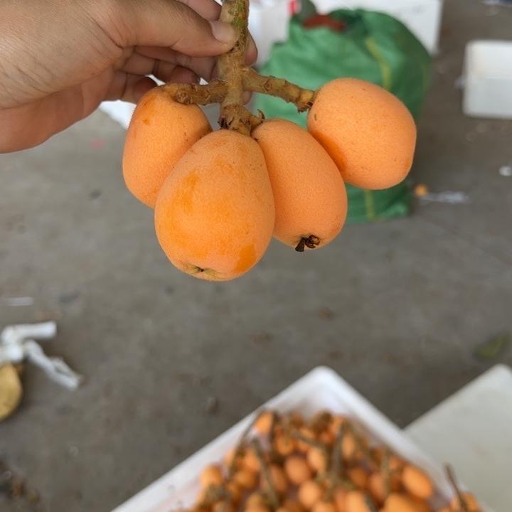 刘素素