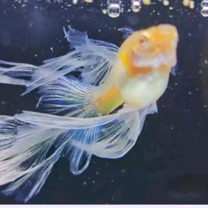 达达观赏鱼馆