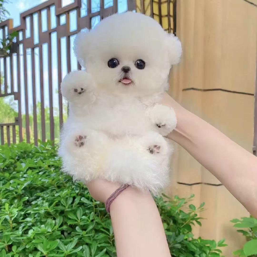 飞飞家比熊