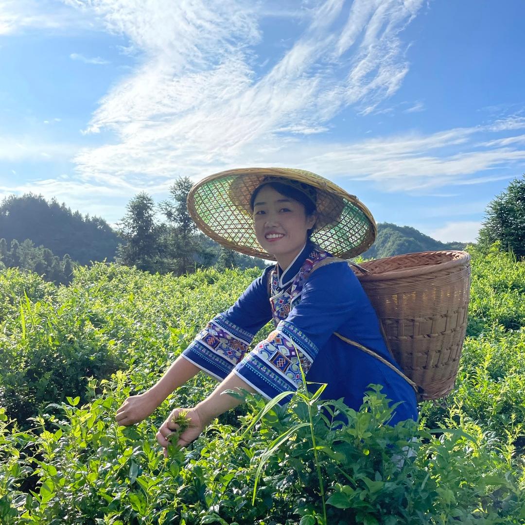 张美丽莓茶（美丽家莓茶）