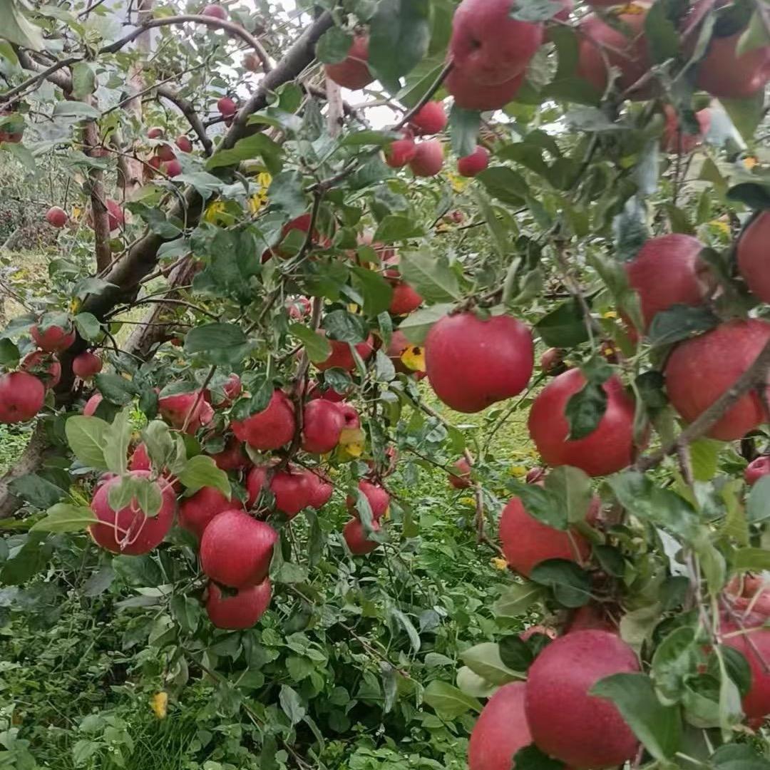 👄负债土豪姐: