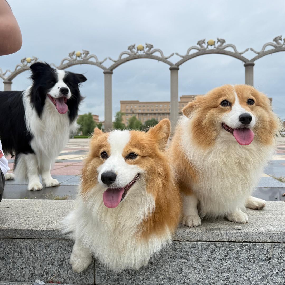 小🐷和安妮的日常～
