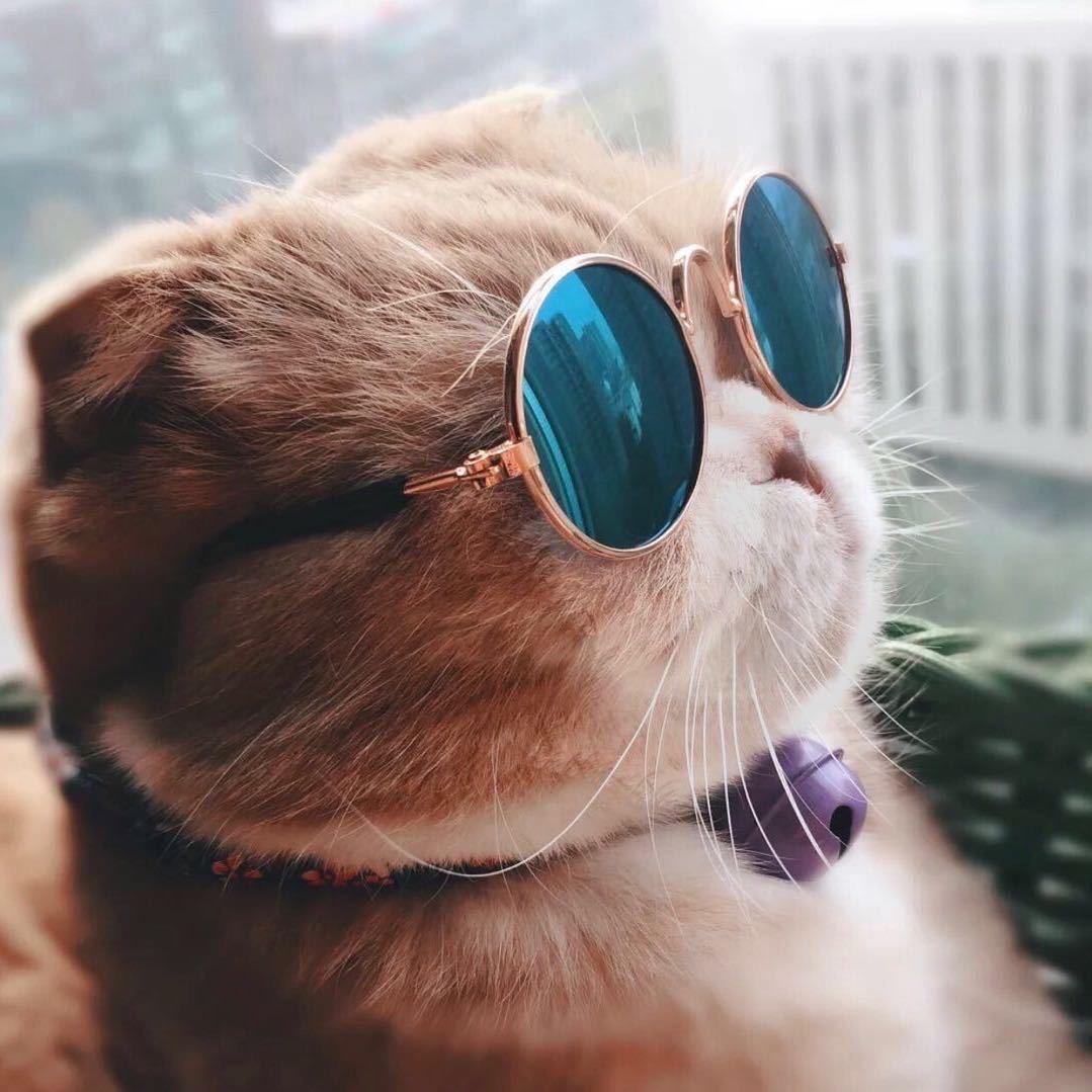 毕竟是琛哥