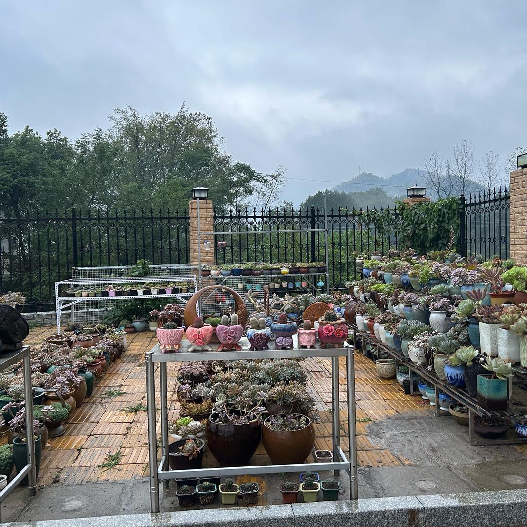 羞女湖多肉小院