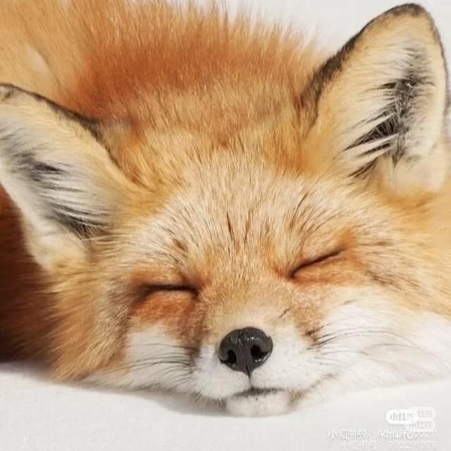 🦊