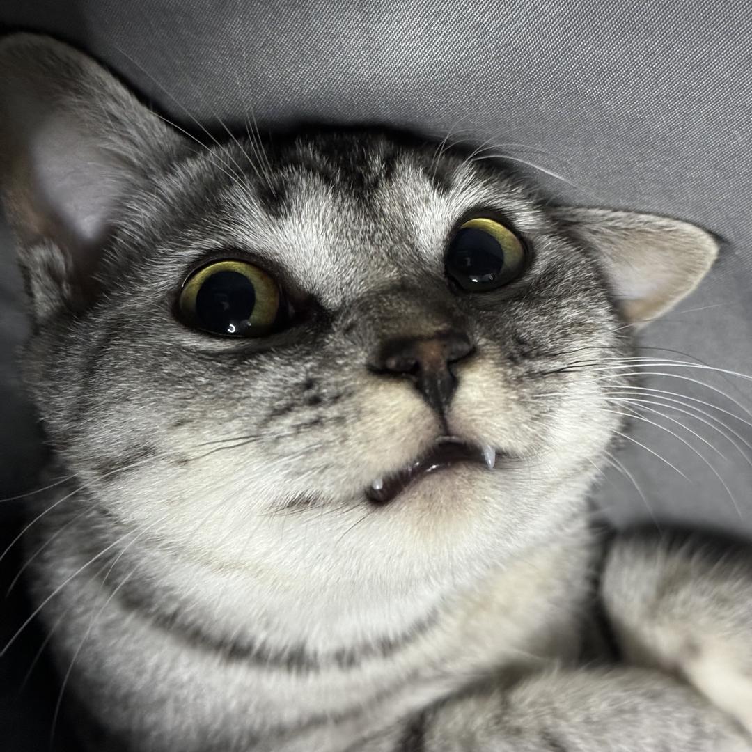 圆圆是只“狗”