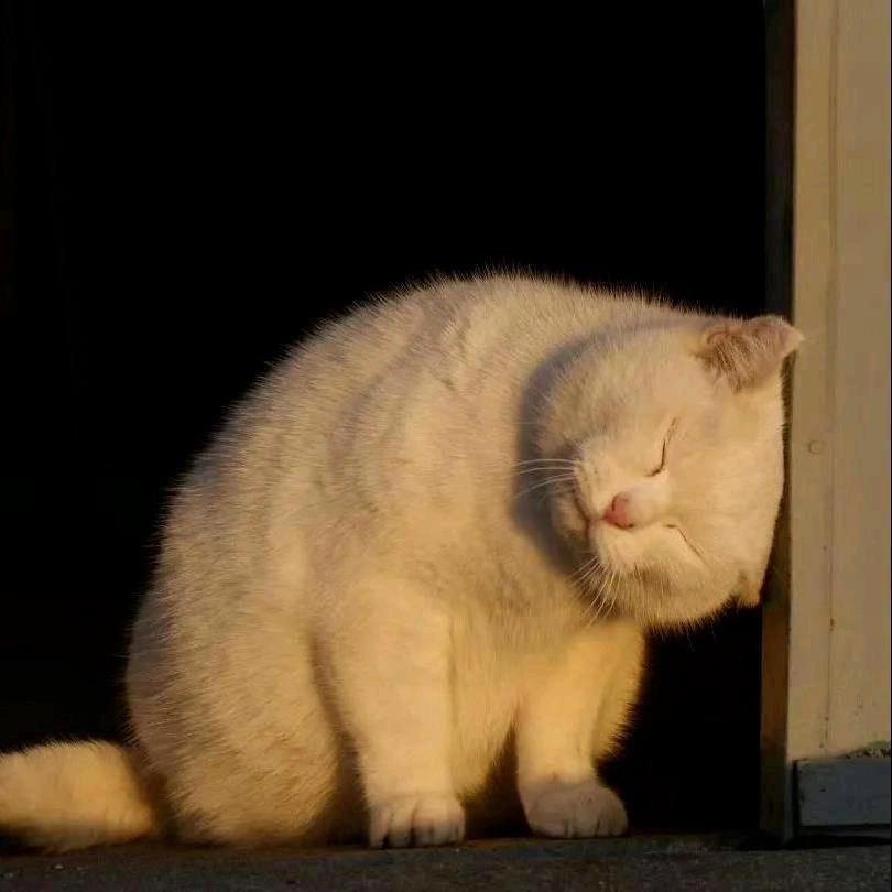 小鱼板板
