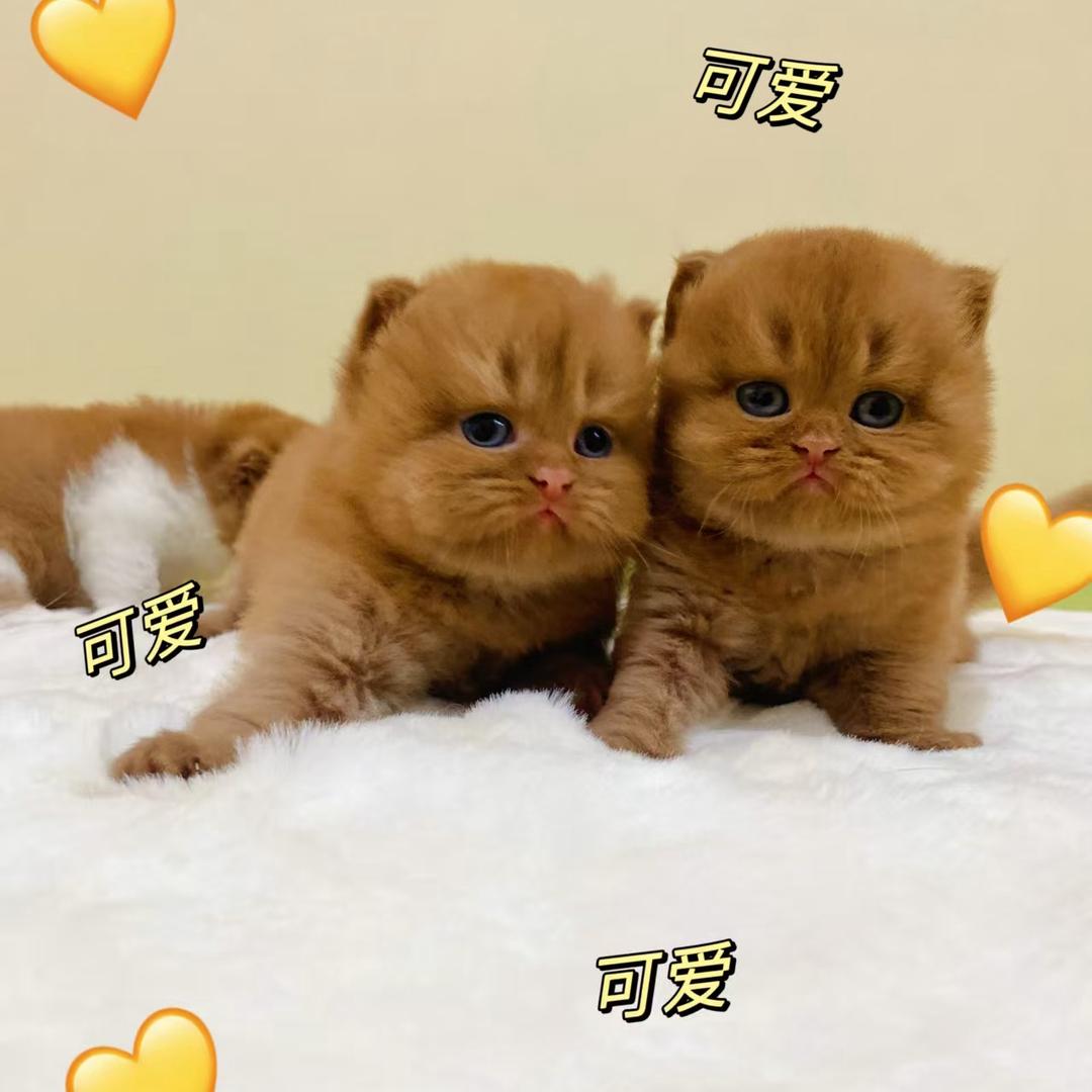 黛丽猫