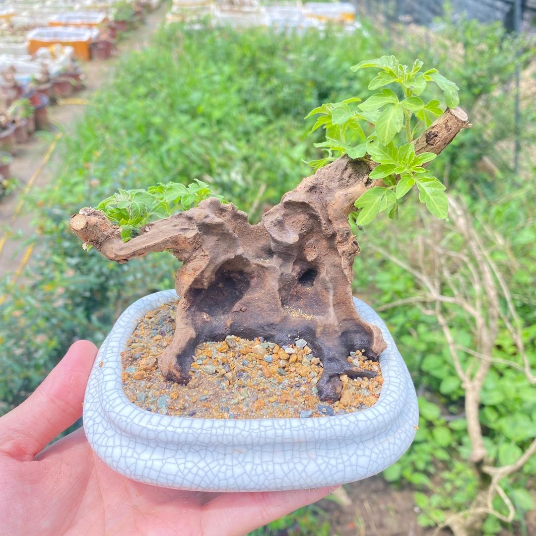 小高卖黄荊
